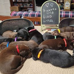 Labrador Retriever Puppies from PSJ Puppies, Holistic Pet Foods