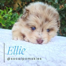 Pomsky Puppies from SoCal Pomskies LLC