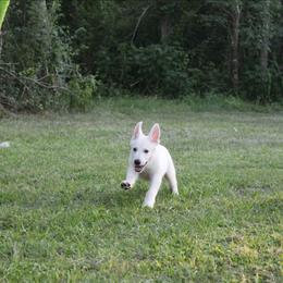 Green collar girl - White female German Shepherd puppy in Grimes County, Texas from Double H German Shepherds