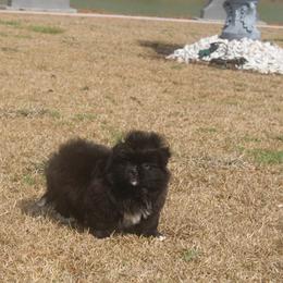 Lily - Black and white female Companion Cross puppy in Andrews, South Carolina from Purple Diamonds Kennel