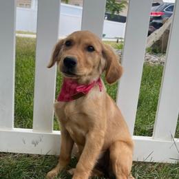 Jade - Golden Retriever