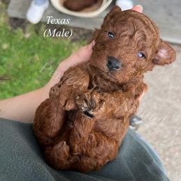 Texas - Red  male Poodle puppy in Port Arthur, Texas from Perfect Paw Kennel