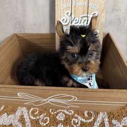 Tia - Black and tan female Yorkshire Terrier puppy in Maple Heights, Ohio from Yorkiesllc