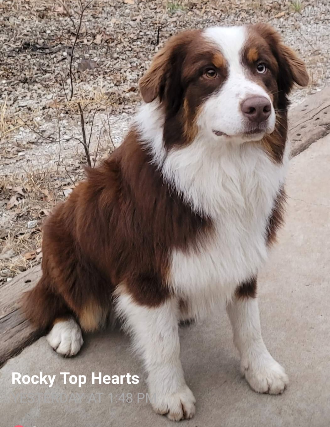 Australian Shepherd and Chihuahua All Grown Up from RockyTop Hearts