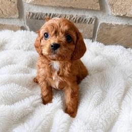 Sage - Red male Cavapoo puppy in Malad, Idaho from Sunny Hill Puppies