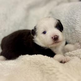 Ginger - Red tri female Miniature Australian Shepherd puppy in Bozeman, Montana from +s mini Aussies