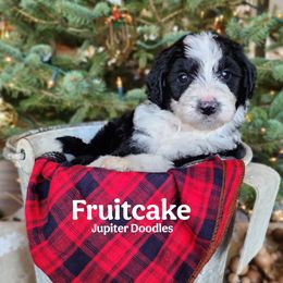 Fruitcake - Black and white female Aussiedoodle puppy in Lake Bronson, Minnesota from Jupiter Doodles
