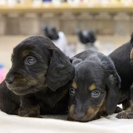 Dachshunds from Halle's Dachshunds