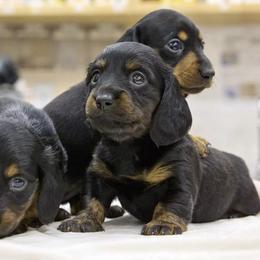 Dachshunds from Halle's Dachshunds