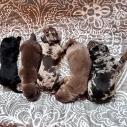 Females - Chocolate female Catahoula Leopard Dog puppy in Washington from Coweeman Catahoulas