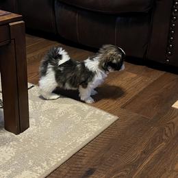 Shih Tzu Puppies from Brenda Wethington