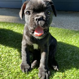 French Bulldog All Grown Up from Frenchie Tempest
