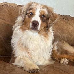 Australian Shepherd puppies from FoxRest Australian Shepherds