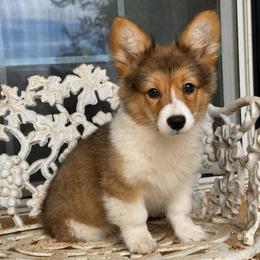 Tata (fluffy) - Sable female Pembroke Welsh Corgi puppy in East Oakdale, California from Rhettro Kennels