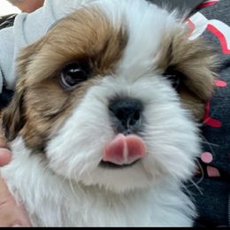 Shih Tzu Puppies from Delight Shihtzu