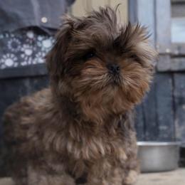 Rupert - Brindle male Shih Tzu puppy in Bennett, Colorado from Victorio Boxers & Shih-Tzu's