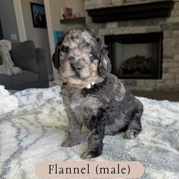 Flannel - Merle male Goldendoodle puppy in Frostproof, Florida from Lover Dover Doodles
