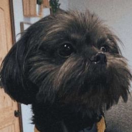 Shih Tzus from The Magical Cottage Farm