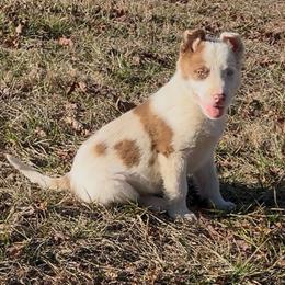 Archie-red Merle with blue eyes - Red merle male Border Collie puppy in Chattanooga, Tennessee from Ross Vegas Kennels