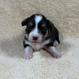 Johnny - Black and tan male Pembroke Welsh Corgi puppy in Stillwater, Oklahoma from Steele Family Farms