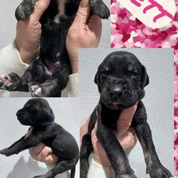 Rhett - Brindle male Great Dane puppy in Wellsville, New York from Prophecy Danes
