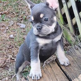 Boston Terrier and French Bulldog Puppies from Blue Skies Frenchies Florida