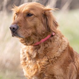 Bailey - Golden Retriever
