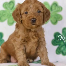 Olive - Caramel red female Australian Labradoodle puppy in Redding, California from Shasta Royal Monroe Puppies