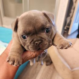 French Bulldogs from Tonya's French Bulldogs