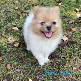 Catahoula Leopard Dog, Cocker Spaniel, Pomeranian, and Teddy Roosevelt Terrier Puppies from Rich Cat’s