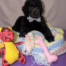 Poodle Puppies from Best Friend Poodles