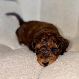 Nugget - Chocolate male Goldendoodle puppy in Twin Falls, Idaho from Burrow & Bone