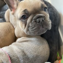 French Bulldog Puppies from Wasatch French Bulldogs
