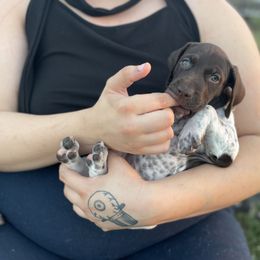 German Shorthaired Pointer and Jack Russell Terrier Puppies from Ivy Creek Kennels