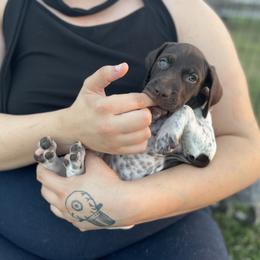 German Shorthaired Pointer and Jack Russell Terrier Puppies from Ivy Creek Kennels