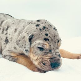 Great Dane Puppies from Oak Bend Danes