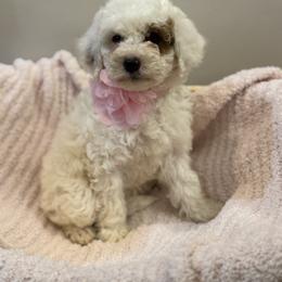 Chow Chow, Goldendoodle, and Poodle Puppies from Regal Canine Creations