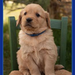 Walter - Dark golden male Golden Retriever puppy in Driggs, Idaho from SK Golden Retrievers