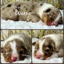 5 Bourne - Red merle male Australian Shepherd puppy in Huntington, Texas from JKKJ Farms, LLC