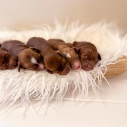 Goldendoodle Puppies from KZ Doodles