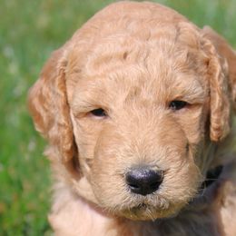 Goldendoodles from Lincoln Goldendoodles