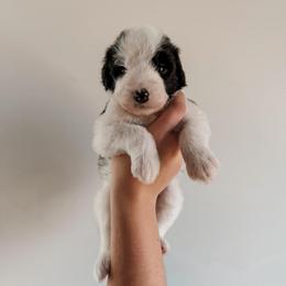 Foster. - Black and white male Sheepadoodle puppy in Wabash, Indiana from DOODCompany
