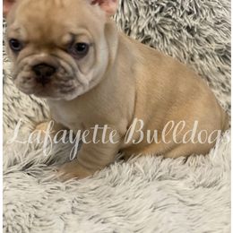 French Bulldog Puppies from Lafayette Bulldogs