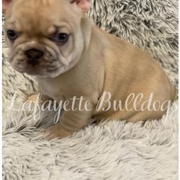 French Bulldog Puppies from Lafayette Bulldogs