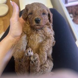 Cavapoo Puppies from Teddy Bear Doodles