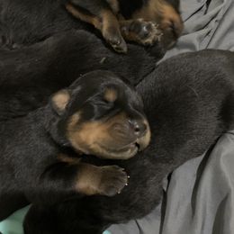Rottweiler Puppies from Rottweiler Land