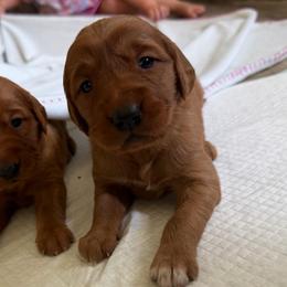 Female 1 - Dark golden female Golden Retriever puppy in Autryville, North Carolina from Carter Family Retrievers