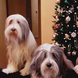 Bearded Collies from Travistar Bearded Collies