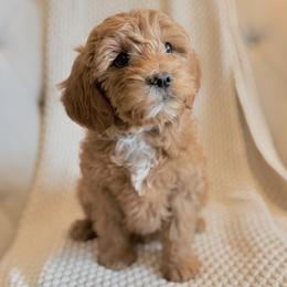 Steve (gray collar) - Apricot male Goldendoodle puppy in Twin Falls, Idaho from Magic Valley Family Doodles