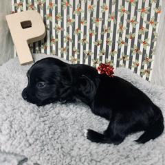 Havana Silk Dog Puppies from Joyful Heart Silks